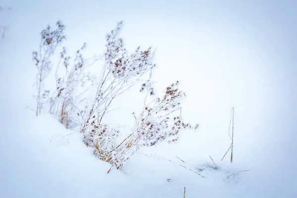 Зимний абстрактный макрос рифмы на растениях — стоковое фото