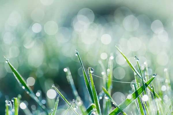 Herbe humide avec macro rosée du matin — Photo