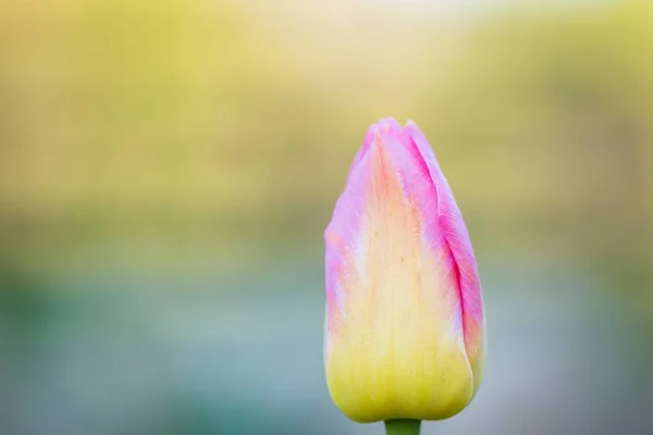 Lindas tulipas primavera florescendo — Fotografia de Stock