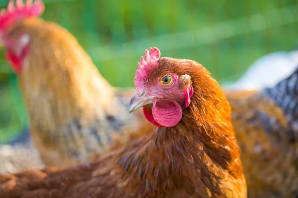 Close up of hen face — Stock Photo, Image