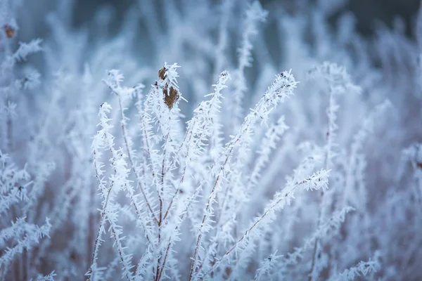 Winter abstract macro of rime on plants — Stock Photo, Image