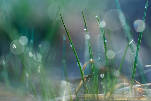 Herbe humide avec macro rosée du matin — Photo