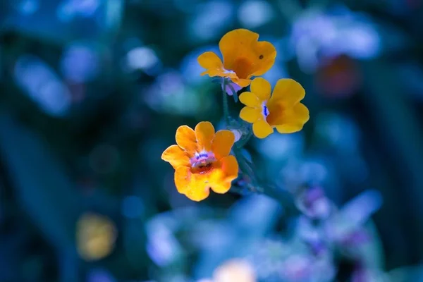 Primer plano de flores de jardín — Foto de Stock