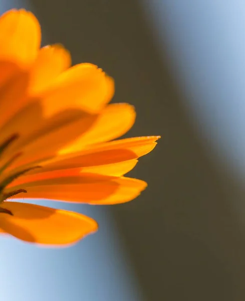 Marigold flower petals in close up — Stock Photo, Image