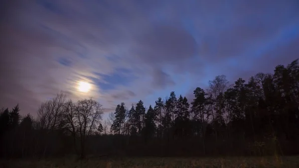 Cielo nocturno sobre bosque — Foto de Stock