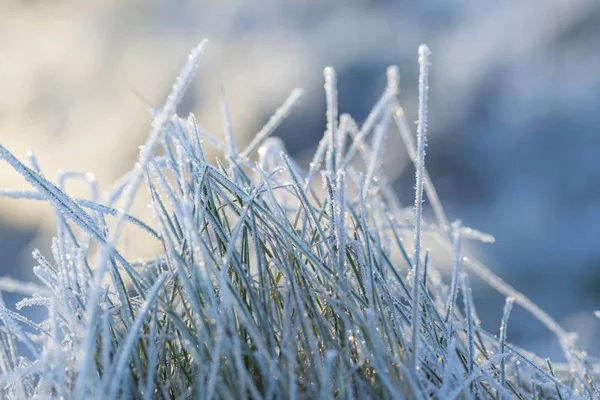 Nahaufnahme von Pflanzen mit Frost — Stockfoto