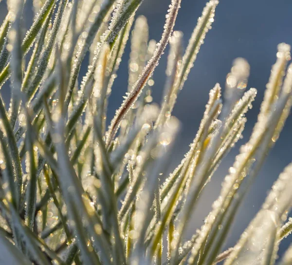 Nahaufnahme von Pflanzen mit Frost — Stockfoto