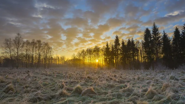 Mattina invernale con piante glassate — Foto Stock