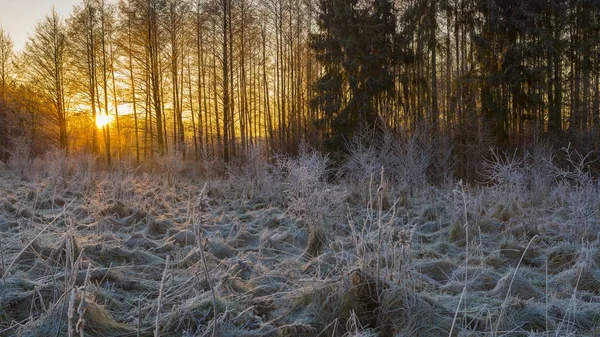 Manhã de inverno com plantas geadas — Fotografia de Stock