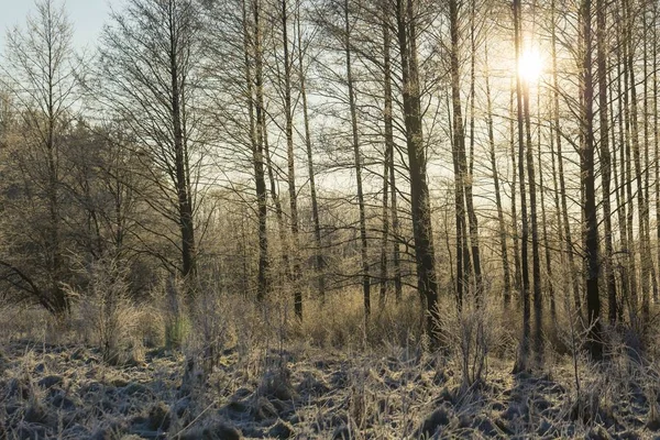 Téli reggel fagyott növényeket — Stock Fotó