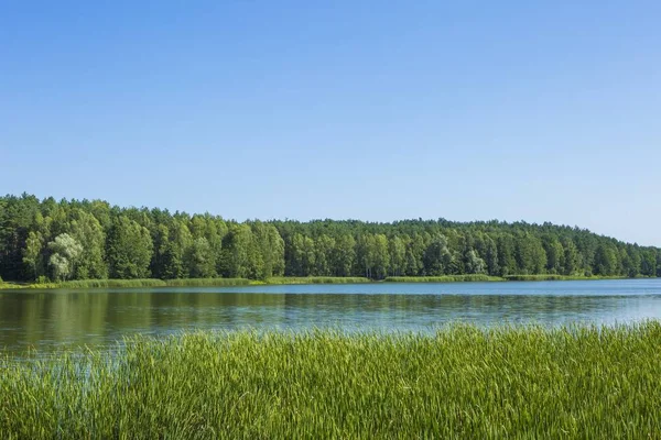 A tó és az erdő nyugodt táj — Stock Fotó