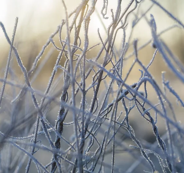 Närbild av växter med frost — Stockfoto