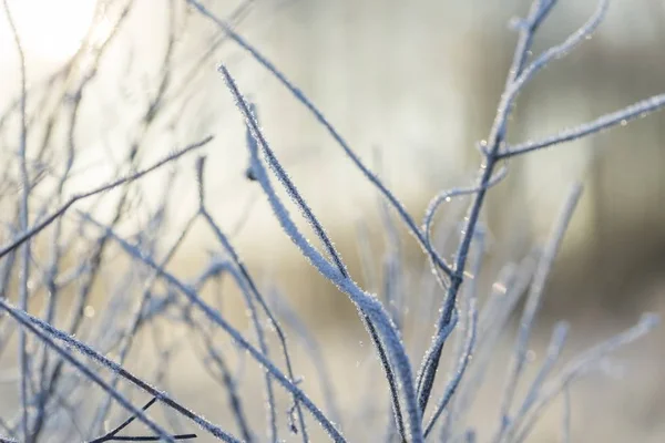 Närbild av växter med frost — Stockfoto