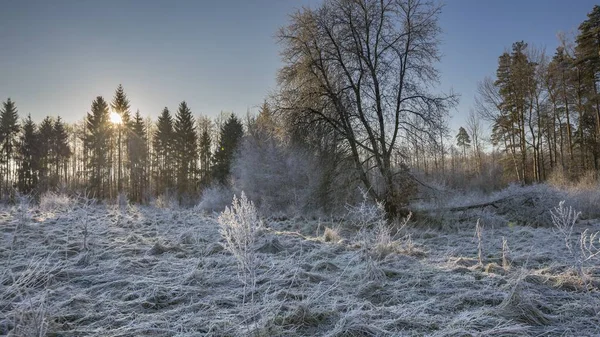 Winter morning with frosted plants — Stock Photo, Image