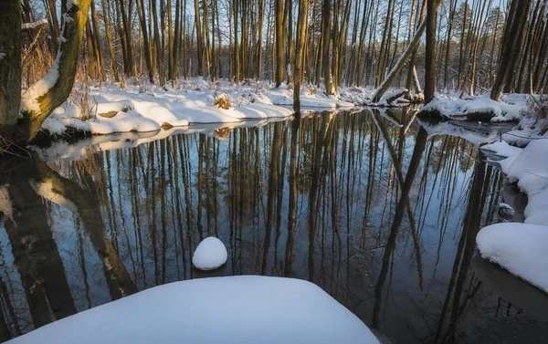 Belo rio selvagem fluindo através da floresta polonesa — Fotografia de Stock