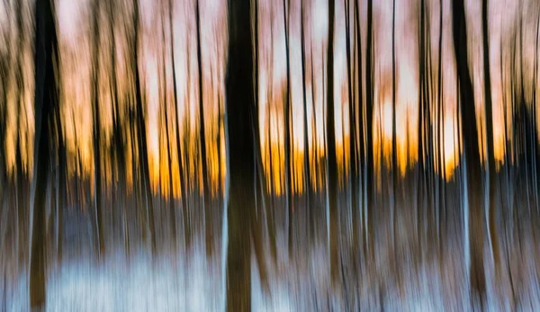 Foresta astratta fotografata a lunga esposizione — Foto Stock