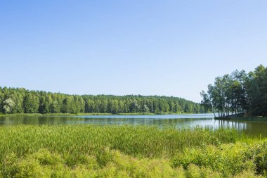 Göl ve orman ile sakin manzara