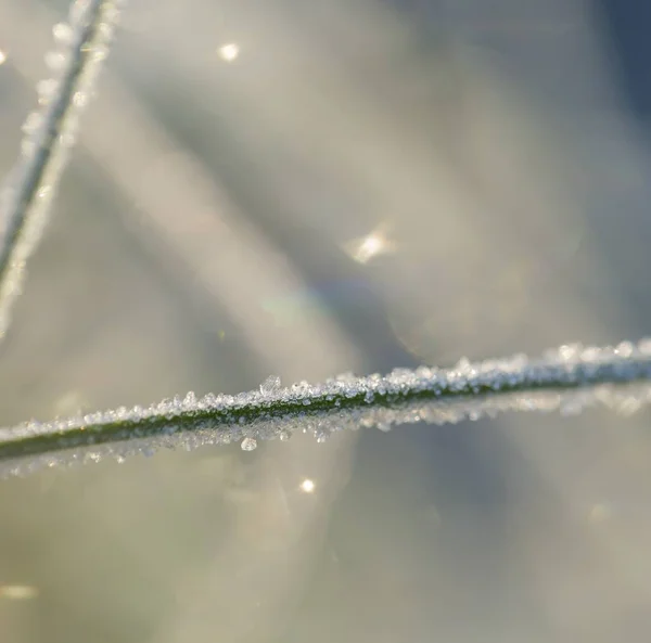Close up of plants with frost — Stock Photo, Image