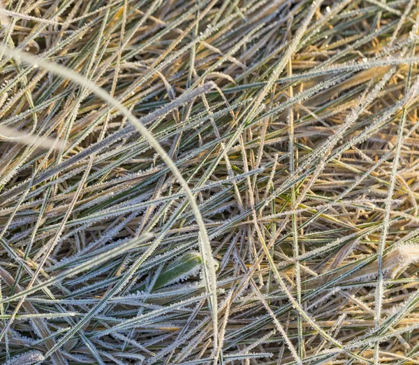 Rime op gras, bovenaanzicht schot — Stockfoto