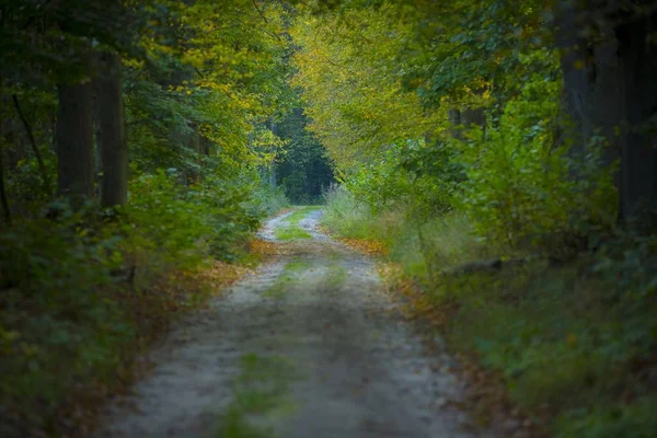 Sandy road w wczesna jesień las — Zdjęcie stockowe