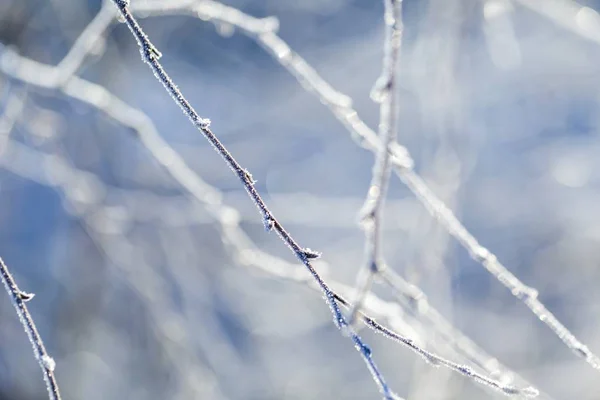 白樺の木の小枝に霜 — ストック写真