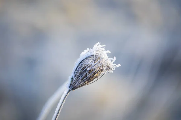 Närbild av växter med frost — Stockfoto