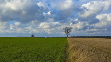 Sonbahar kötü hava gün ormanda