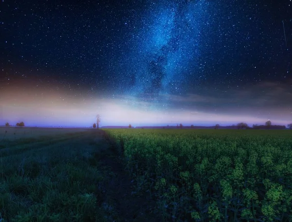 Paysage proche avec ciel étoilé au-dessus du champ de graines de colza en fleurs — Photo