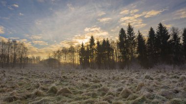 Kış sabahı buzlu bitkiler ile