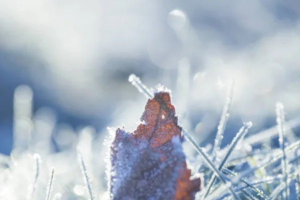 Frosted gevallen herfst blad in close up — Stockfoto