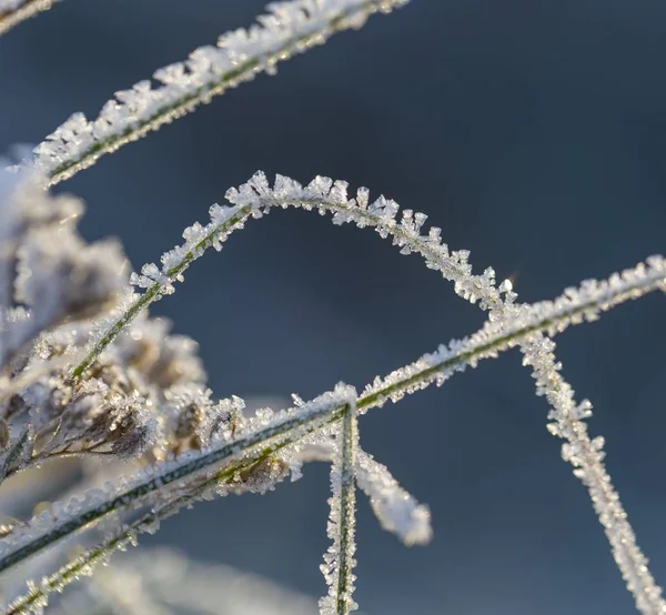 Close up van planten met vorst — Stockfoto