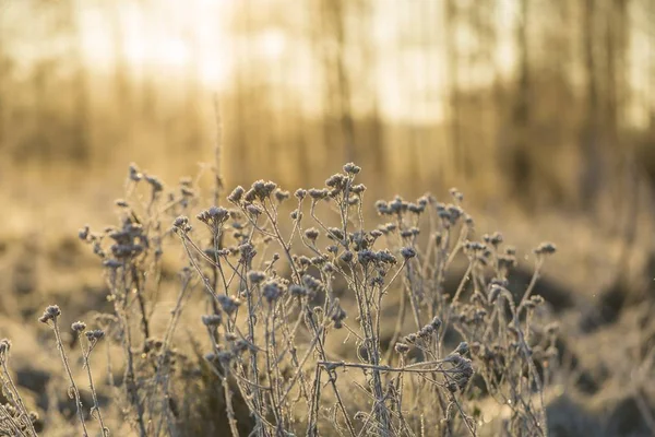 Detailní záběr z rostlin s mrazem — Stock fotografie