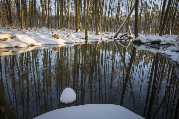 Hermoso río salvaje que fluye a través del bosque polaco — Foto de Stock