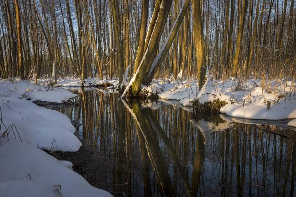 Hermoso Río Salvaje Que Fluye Través Del Bosque Polaco Paisaje — Foto de Stock