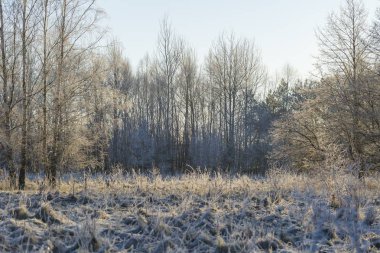 Buzlu bitkiler ile kış sabahı. Güzel Lehçe kırsal kış.