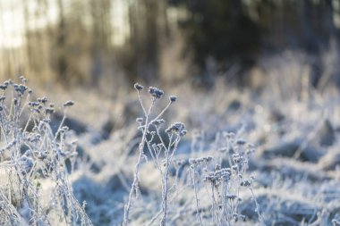 Frost ile bitkilerin kapatın. Doğal makro arka plan.
