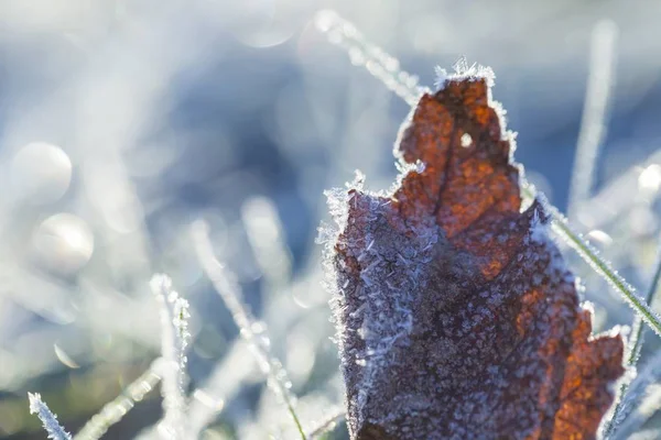 Frosted Fallen Autumnal Leaf Close Beautiful Macro Dead Leaf — Stock Photo, Image
