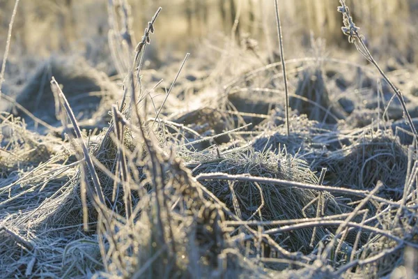 Close Plants Frost Natural Macro Background — Stock Photo, Image