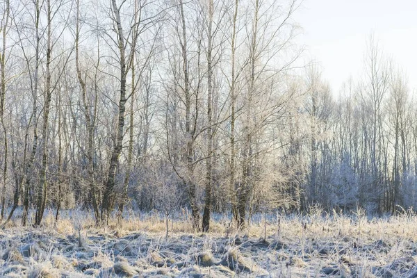 Mañana Invierno Con Plantas Heladas Hermoso Campo Polaco Invierno —  Fotos de Stock