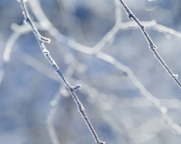 白樺の木の小枝に霜マクロ撮影します 白樺の枝に冬を樹氷します — ストック写真
