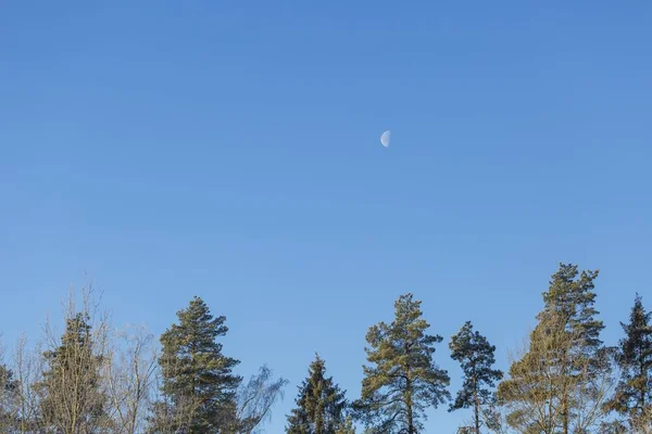 Luna Sobre Fondo Azul Del Cielo Paisaje Con Bosque Luna — Foto de Stock