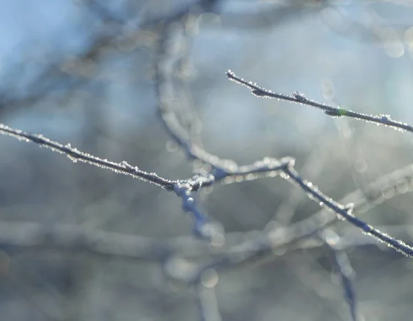 Rijm Berken Boom Twijgen Macro Geschoten Rime Berken Tak Winter — Stockfoto