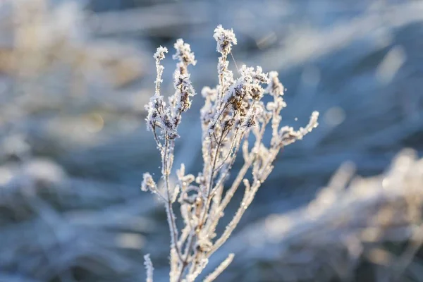 Close Plants Frost Natural Macro Background — Stock Photo, Image