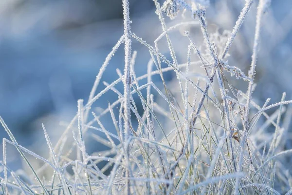 Nahaufnahme Von Pflanzen Mit Frost Natürlicher Makrohintergrund — Stockfoto