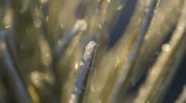 Närbild Växter Med Frost Naturliga Makro Bakgrund — Stockfoto