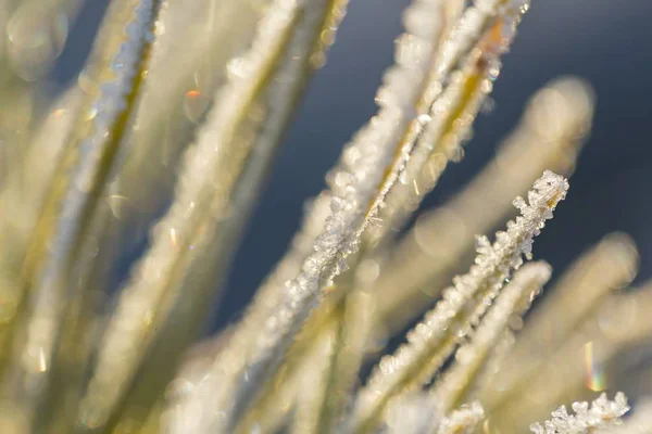 Nahaufnahme Von Pflanzen Mit Frost Natürlicher Makrohintergrund — Stockfoto