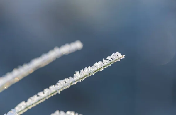 霜が付いている植物のクローズ アップ 自然なマクロの背景 — ストック写真