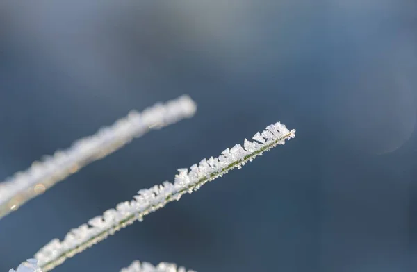 Detailní Záběr Rostlin Mrazem Přírodní Makro Pozadí — Stock fotografie