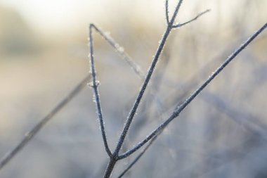 Frost ile bitkilerin kapatın. Doğal makro arka plan.