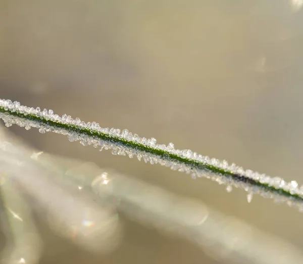 Menutup Tanaman Dengan Embun Beku Latar Belakang Makro Alami — Stok Foto